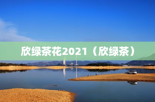 欣绿茶花2021（欣绿茶）