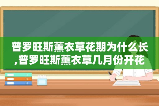 普罗旺斯薰衣草花期为什么长,普罗旺斯薰衣草几月份开花