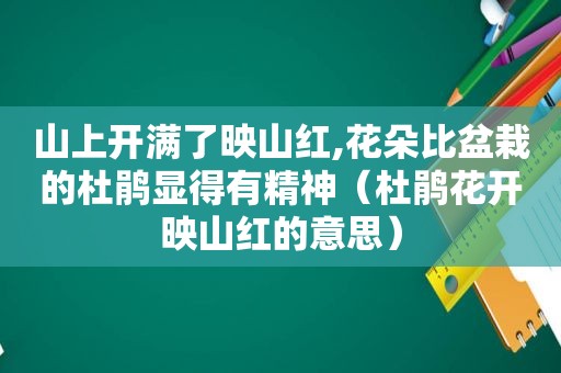 山上开满了映山红,花朵比盆栽的杜鹃显得有精神（杜鹃花开映山红的意思）