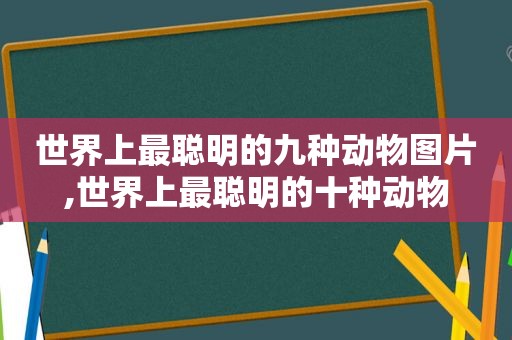 世界上最聪明的九种动物图片,世界上最聪明的十种动物