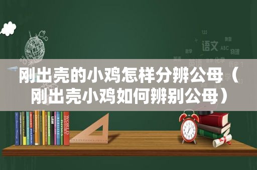 刚出壳的小鸡怎样分辨公母（刚出壳小鸡如何辨别公母）