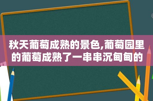 秋天葡萄成熟的景色,葡萄园里的葡萄成熟了一串串沉甸甸的