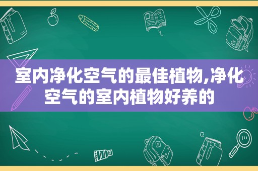 室内净化空气的最佳植物,净化空气的室内植物好养的