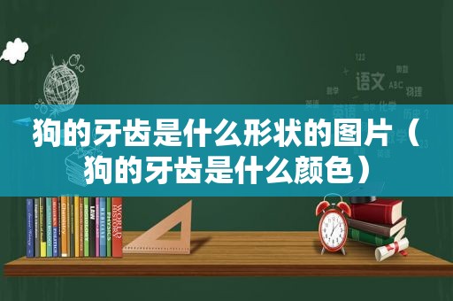 狗的牙齿是什么形状的图片（狗的牙齿是什么颜色）