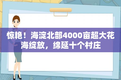 惊艳！海淀北部4000亩超大花海绽放，绵延十个村庄