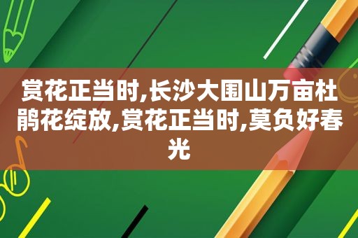 赏花正当时,长沙大围山万亩杜鹃花绽放,赏花正当时,莫负好春光