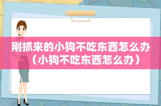 刚抓来的小狗不吃东西怎么办（小狗不吃东西怎么办）