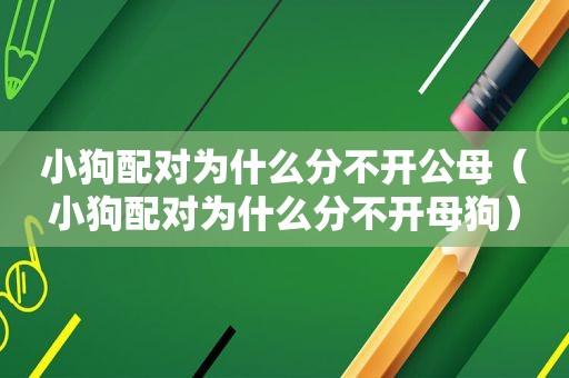 小狗配对为什么分不开公母（小狗配对为什么分不开母狗）