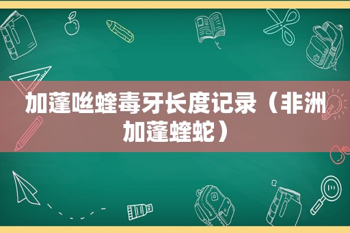 加蓬咝蝰毒牙长度记录（非洲加蓬蝰蛇）