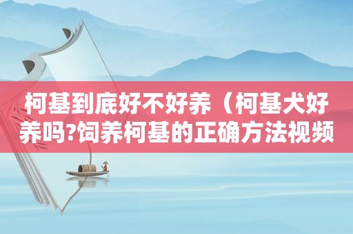 柯基到底好不好养（柯基犬好养吗?饲养柯基的正确方法视频）