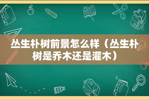 丛生朴树前景怎么样（丛生朴树是乔木还是灌木）