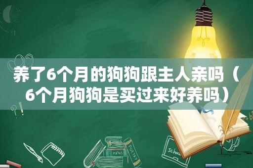 养了6个月的狗狗跟主人亲吗（6个月狗狗是买过来好养吗）