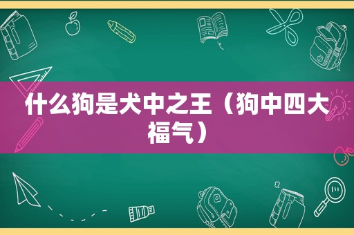 什么狗是犬中之王（狗中四大福气）