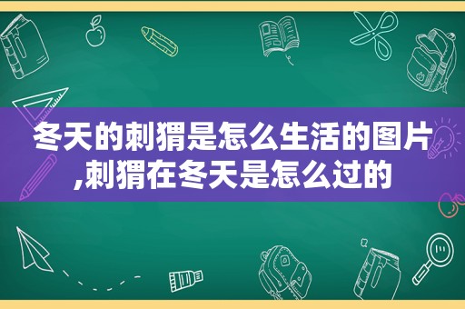 冬天的刺猬是怎么生活的图片,刺猬在冬天是怎么过的