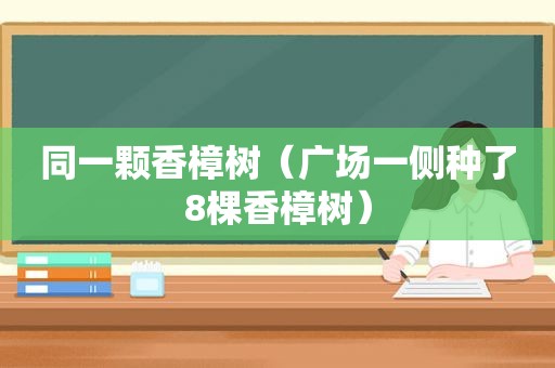 同一颗香樟树（广场一侧种了8棵香樟树）