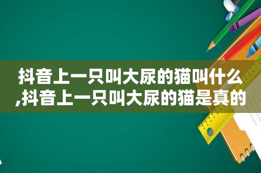 抖音上一只叫大尿的猫叫什么,抖音上一只叫大尿的猫是真的吗