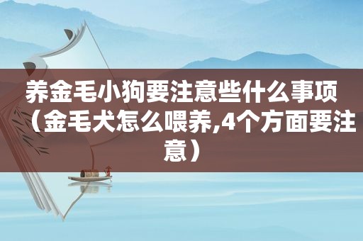 养金毛小狗要注意些什么事项（金毛犬怎么喂养,4个方面要注意）