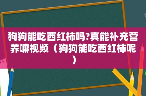 狗狗能吃西红柿吗?真能补充营养嘛视频（狗狗能吃西红柿呢）