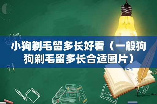 小狗剃毛留多长好看（一般狗狗剃毛留多长合适图片）