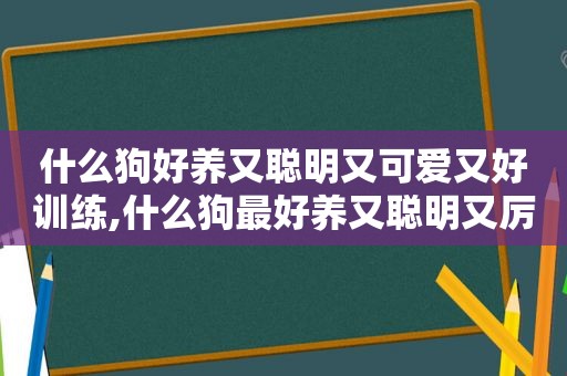 什么狗好养又聪明又可爱又好训练,什么狗最好养又聪明又厉害