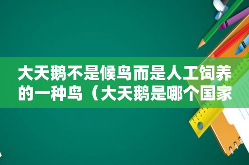 大天鹅不是候鸟而是人工饲养的一种鸟（大天鹅是哪个国家的国鸟）