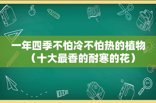 一年四季不怕冷不怕热的植物（十大最香的耐寒的花）