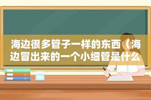 海边很多管子一样的东西（海边冒出来的一个小细管是什么）