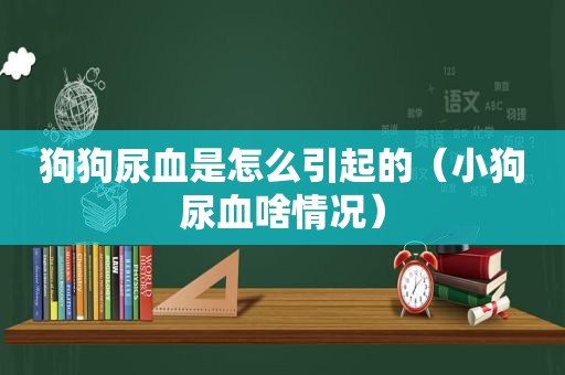 狗狗尿血是怎么引起的（小狗尿血啥情况）