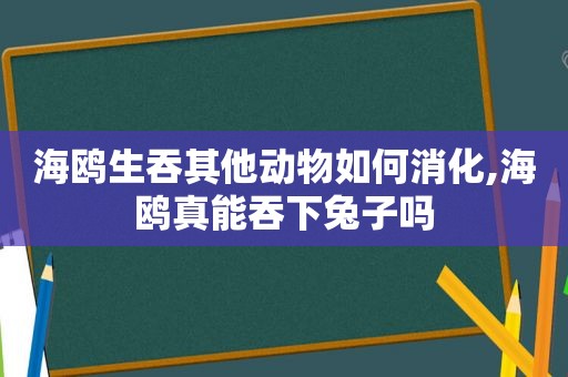 海鸥生吞其他动物如何消化,海鸥真能吞下兔子吗  第1张