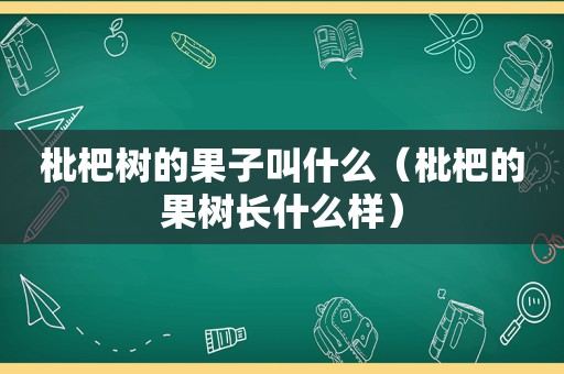 枇杷树的果子叫什么（枇杷的果树长什么样）