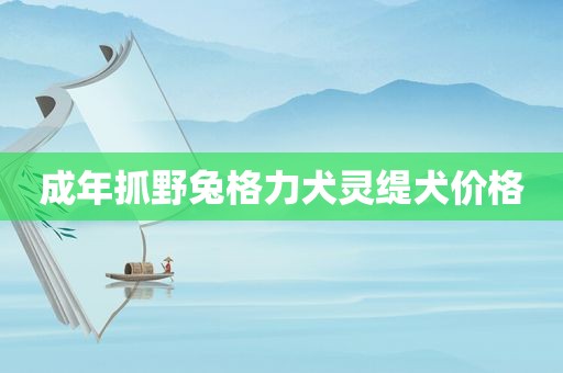 成年抓野兔格力犬灵缇犬价格