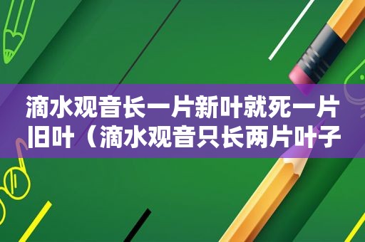 滴水观音长一片新叶就死一片旧叶（滴水观音只长两片叶子）