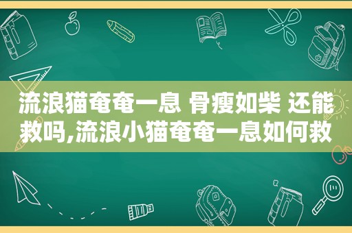 流浪猫奄奄一息 骨瘦如柴 还能救吗,流浪小猫奄奄一息如何救活