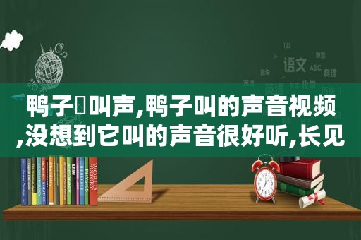 鸭子旳叫声,鸭子叫的声音视频,没想到它叫的声音很好听,长见识了