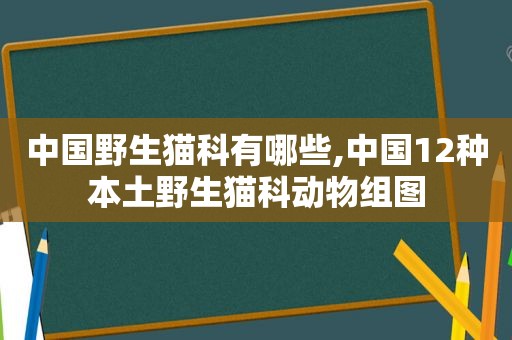 中国野生猫科有哪些,中国12种本土野生猫科动物组图