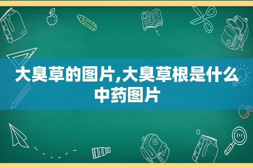 大臭草的图片,大臭草根是什么中药图片