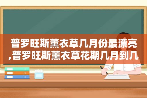 普罗旺斯薰衣草几月份最漂亮,普罗旺斯薰衣草花期几月到几月