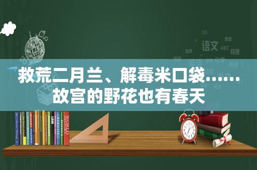 救荒二月兰、解毒米口袋……故宫的野花也有春天