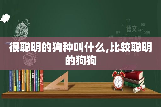 很聪明的狗种叫什么,比较聪明的狗狗