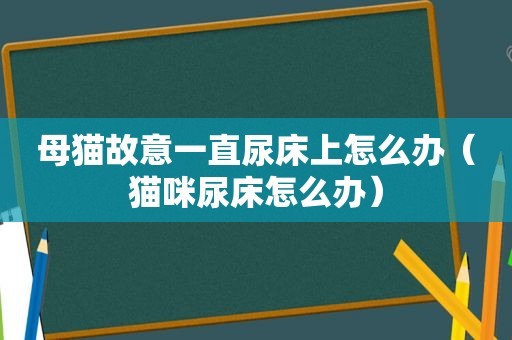 母猫故意一直尿床上怎么办（猫咪尿床怎么办）