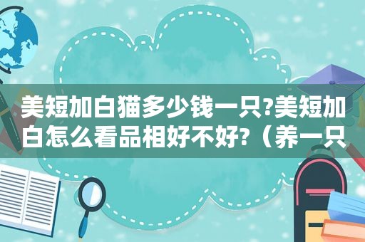 美短加白猫多少钱一只?美短加白怎么看品相好不好?（养一只美短加白猫需要多少钱）