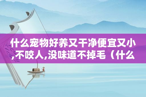 什么宠物好养又干净便宜又小,不咬人,没味道不掉毛（什么宠物好养又干净便宜又小）