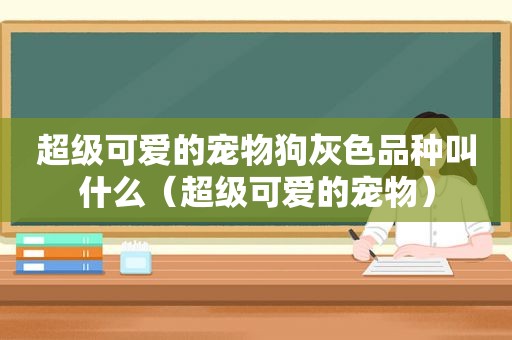 超级可爱的宠物狗灰色品种叫什么（超级可爱的宠物）