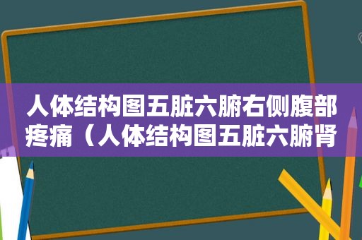 人体结构图五脏六腑右侧腹部疼痛（人体结构图五脏六腑肾的位置）