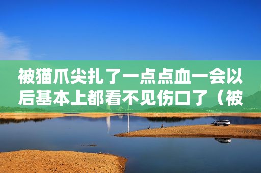 被猫爪尖扎了一点点血一会以后基本上都看不见伤口了（被猫爪尖扎了一点点血）