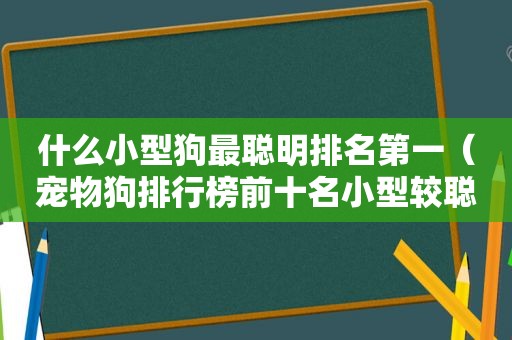 什么小型狗最聪明排名第一（宠物狗排行榜前十名小型较聪明）