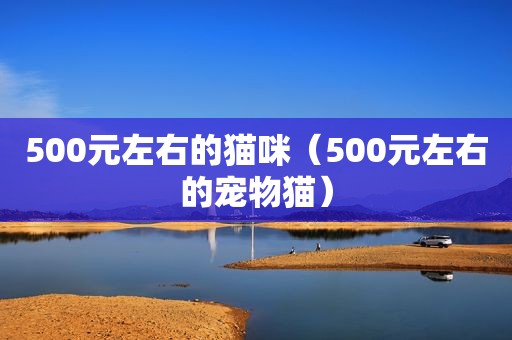 500元左右的猫咪（500元左右的宠物猫）