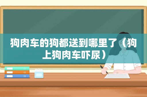 狗肉车的狗都送到哪里了（狗上狗肉车吓尿）