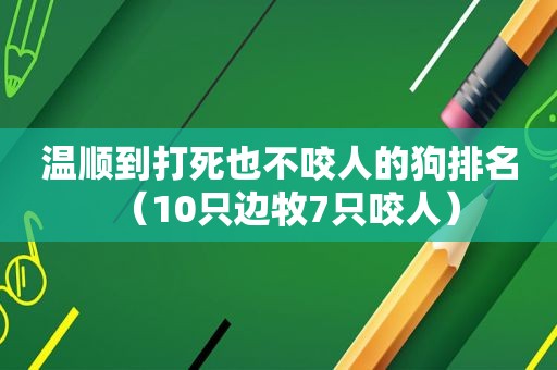 温顺到打死也不咬人的狗排名（10只边牧7只咬人）