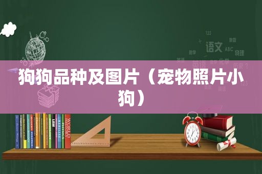 狗狗品种及图片（宠物照片小狗）